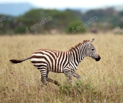Preview: Zebra running in Serengeti National Park, Tanzania, Africa