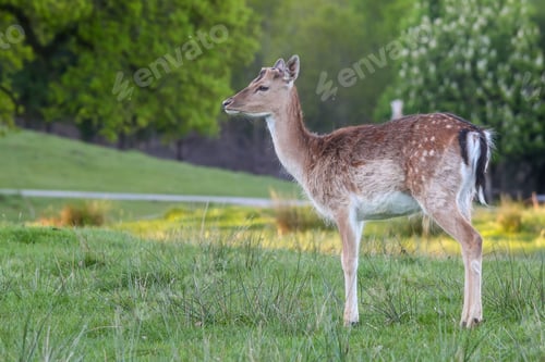 Preview: Female European fallow deer standing in the field