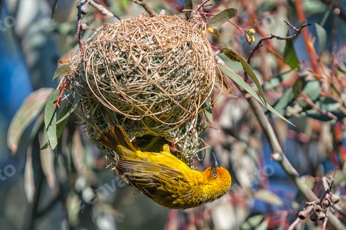 Preview: Male Cape weaver at a nest at Matjiesfontein near Nieuwoudtville
