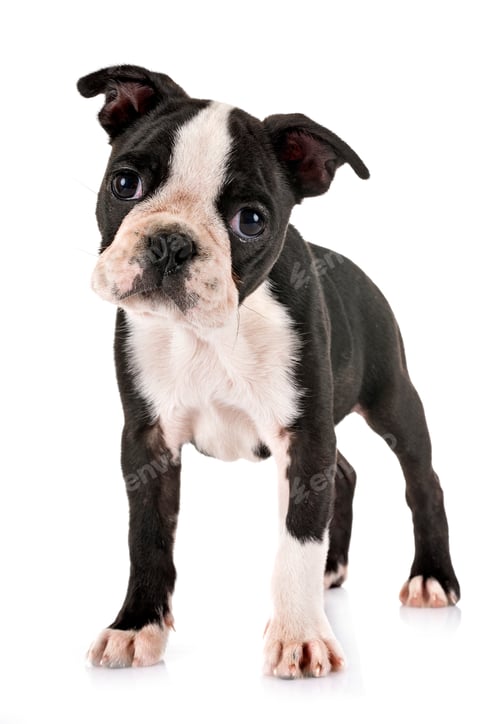 Preview: puppy boston terrier