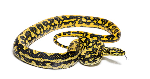 Preview: Jungle carpet python, Morelia spilota cheynei, sniffing with its