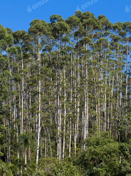 Preview: Eucalyptus plantation and blue sky.