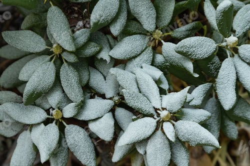 Preview: Azalea tree branch covered with hoarfrost. Abstract floral background, side view.
