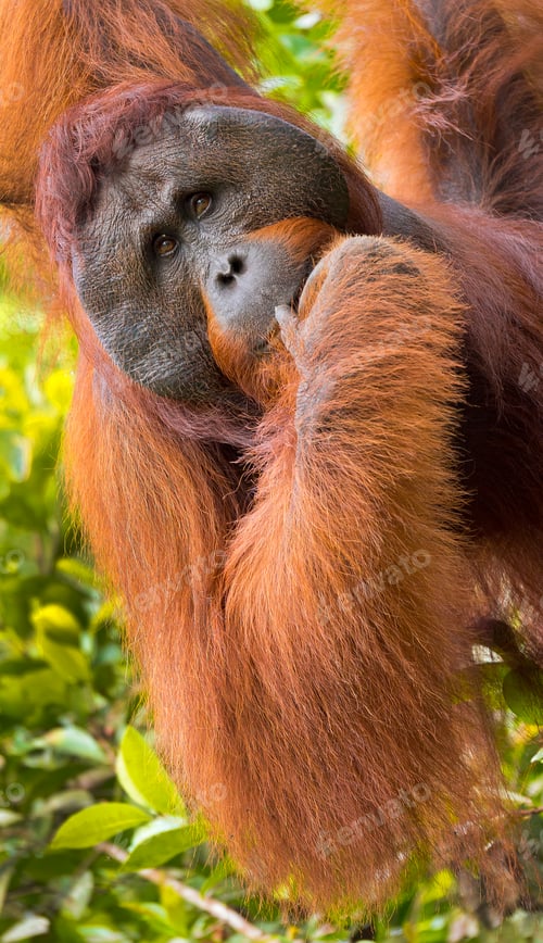 Preview: Orangutan, Tanjung Puting National Park, Borneo