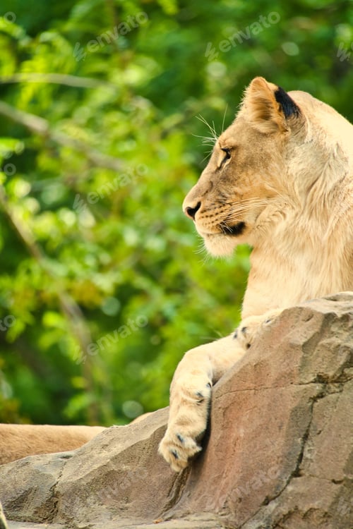 Preview: Vertical shot of a lioness with a calm face lying on a rock in a zoo in daylight