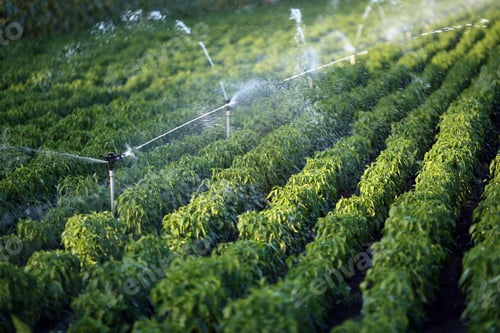 Preview: Irrigation system in function