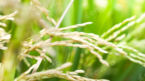 Preview: Paddy rice field in the sun rise, close up. golden color.