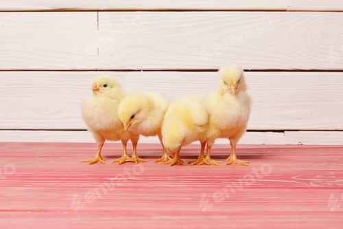 Preview: Little yellow chick on wooden table