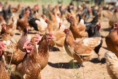 Preview: Free range golden comet and black star hens on organic farm