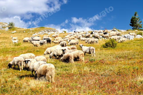 Preview: High angle shot of a flock of sheep grazing in the slope landscape with dried grass