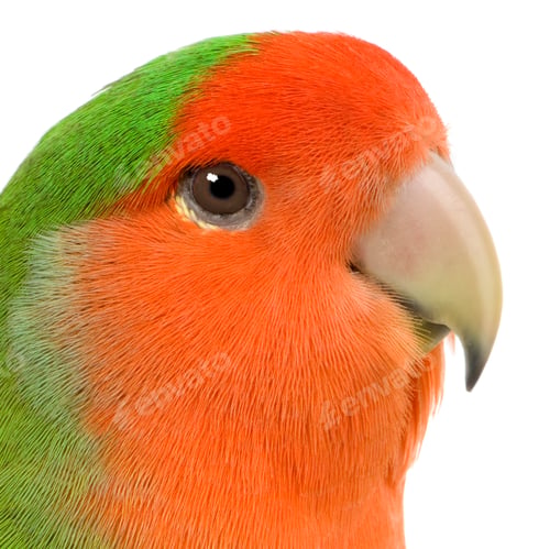 Preview: Peach-faced Lovebird