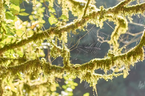 Preview: Intricate spiderweb on moss-covered tree branch in sunlit forest scene