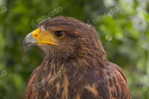 Preview: Close up of eagle, falcon, or hawk bird or dove standing isolated on nature tree background..