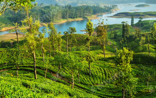 Preview: Tea plantation