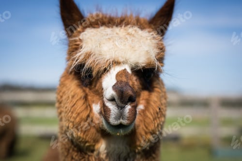 Preview: Alpaca love