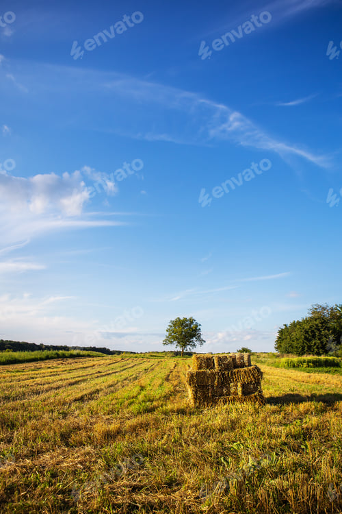 Preview: A field of straw bales in the garden. Agriculture. Summer, beautiful clouds.