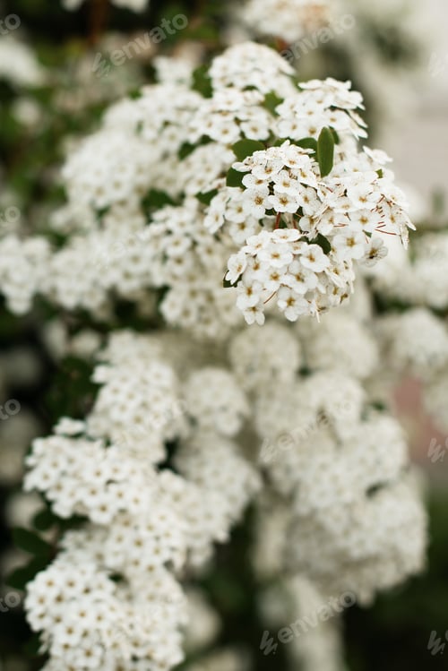 Preview: White twig or branch blossom spring background