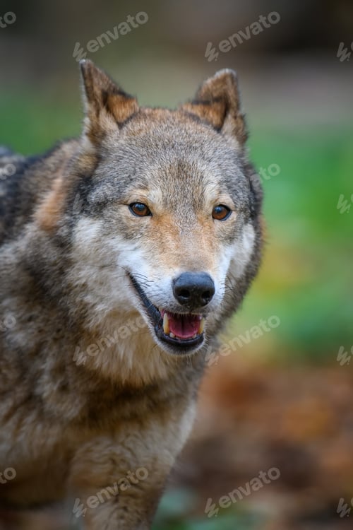 Preview: Close up portrait wolf in autumn forest background