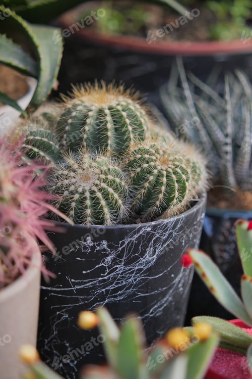 Preview: Cacti in pots at a plant shop in the afternoon light