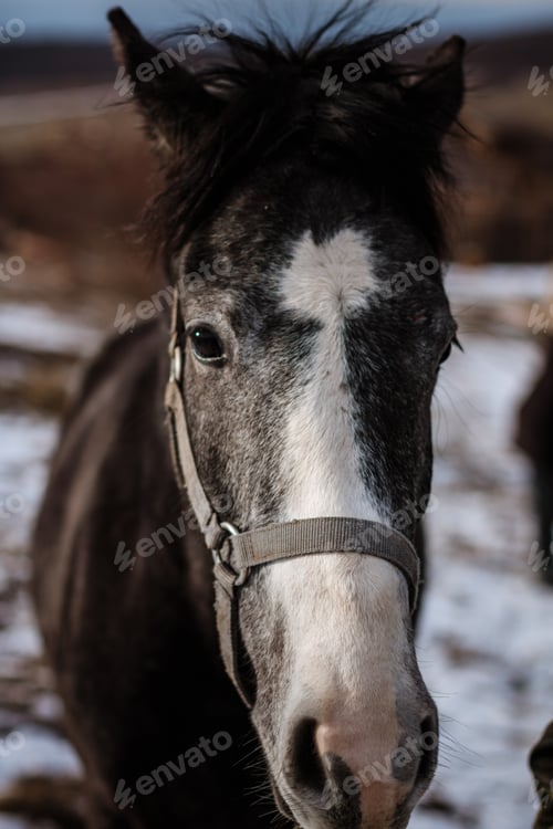 Preview: the grey Carthusian horse in winter field