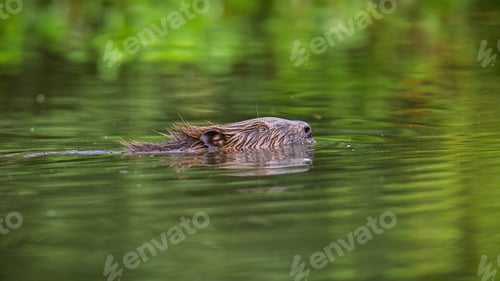 Preview: Eurasian beaver floating under water with his head out