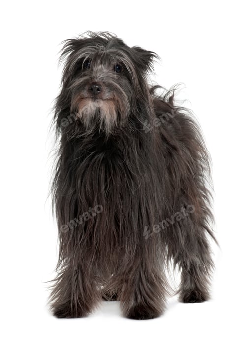 Preview: Pyrenean Shepherd dog standing in front of white background