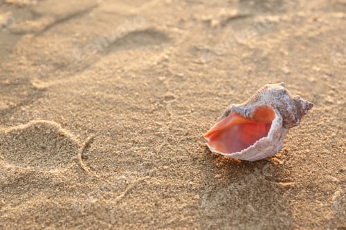 Preview: Sandy beach with beautiful seashell on sunny summer day. Space for text