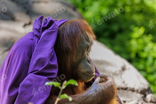 Preview: Orangutan draped in a purple cloth, sitting in its natural habitat with a green foliage background.
