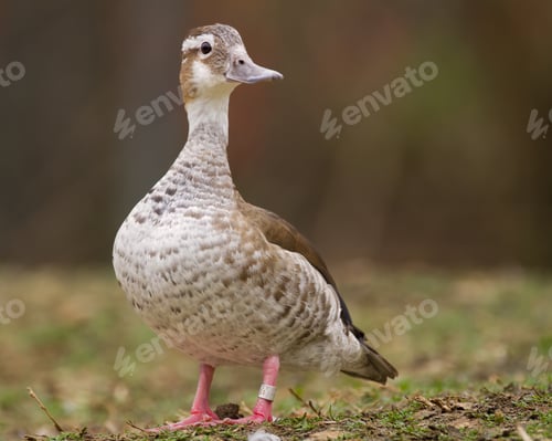 Preview: Ringed Teal
