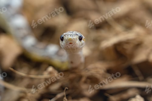 Preview: Curious Snake Head in Natural Habitat