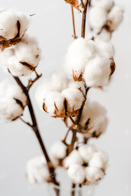 Preview: Cotton plant branches on a white background.