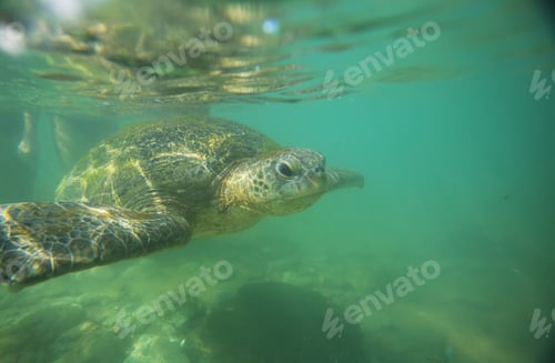 Preview: Turtle