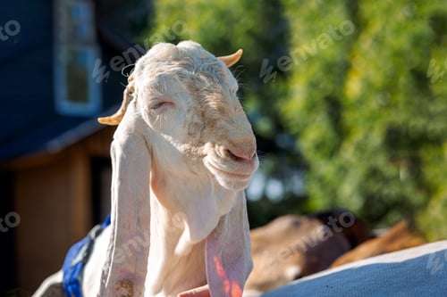 Preview: Portrait of white Nubian goat with long ears, looking at camera. Close-up wildlife concept