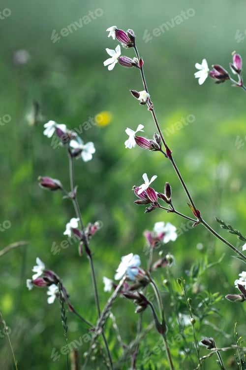 Preview: Wildflowers