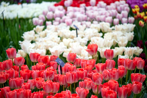 Preview: Red and white tulips in Keukenhof gardens in The Netherlands in spring