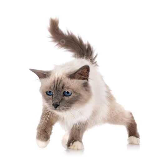 Preview: birman cat in studio