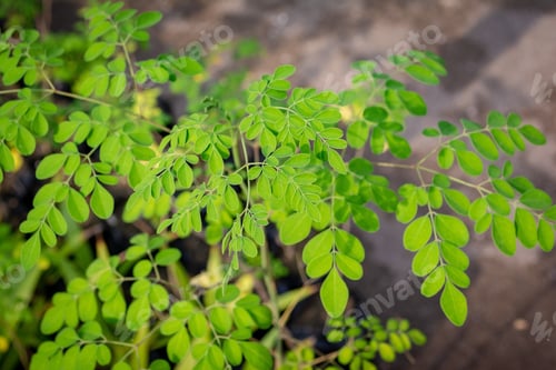 Preview: Macro picture of a plant with beautiful leaves under the light at the greenhouse