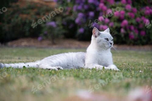 Preview: beautiful light gray scottish kitten lies peacefully on green lawn and looks up to the sky,peaceful