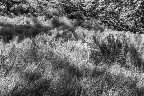 Preview: Grass And Ferns Create A Scene That Resembles Waves. Photo Taken At Point Defiance Park In Tacoma