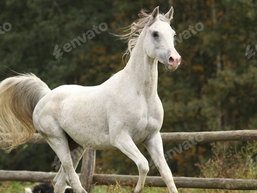 Preview: arabian, horse, mare, stallion, riding