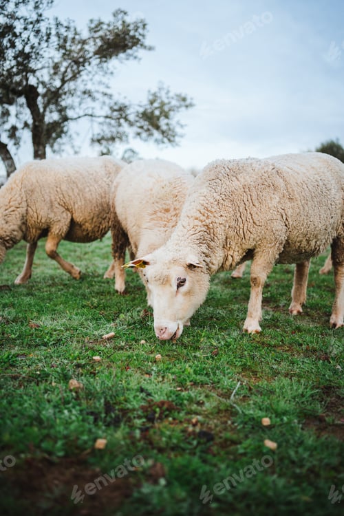 Preview: Peaceful flock of sheep grazing