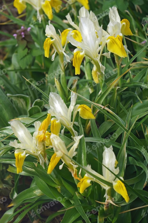 Preview: Corn-Leaved Juno Iris (Iris Bucharica)