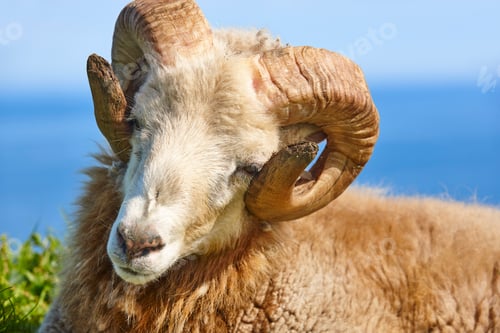 Preview: Head sheep lamb grazing under blue sky Faroe islands