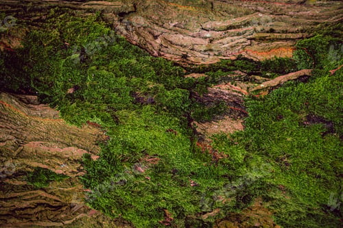 Preview: Texture Of Green Moss On The Tree