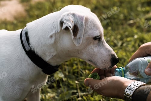 Preview: Jack Russell Terrier drinks water from a human hand. Close-up of the owner watering his dog outdoors