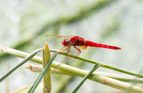 Preview: Scarlet dragonfly, Crocothemis erythraea. An insect sits on a plant stem by the river