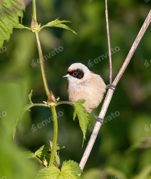 Preview: Eurasian penduline tit, remiz pendulinus. A bird sits on a plant stem