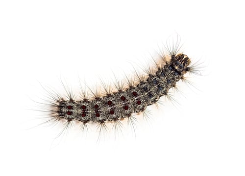 Preview: Overhead view of the Caterpillar of a Lymantria dispar, the gypsy moth against a white background