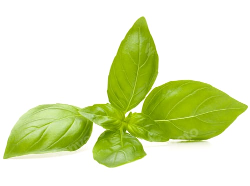 Preview: Sweet basil leaves
