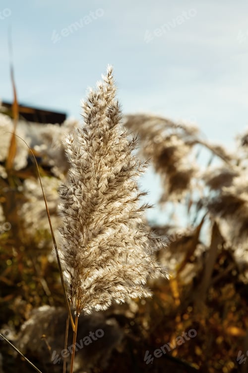 Preview: Pampas grass (Cortaderia selloana) in the blue sky. Natural background of soft plants. Close up
